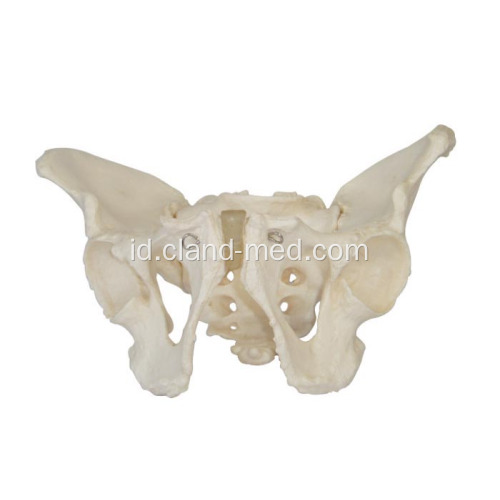 Pelvis Pria dewasa